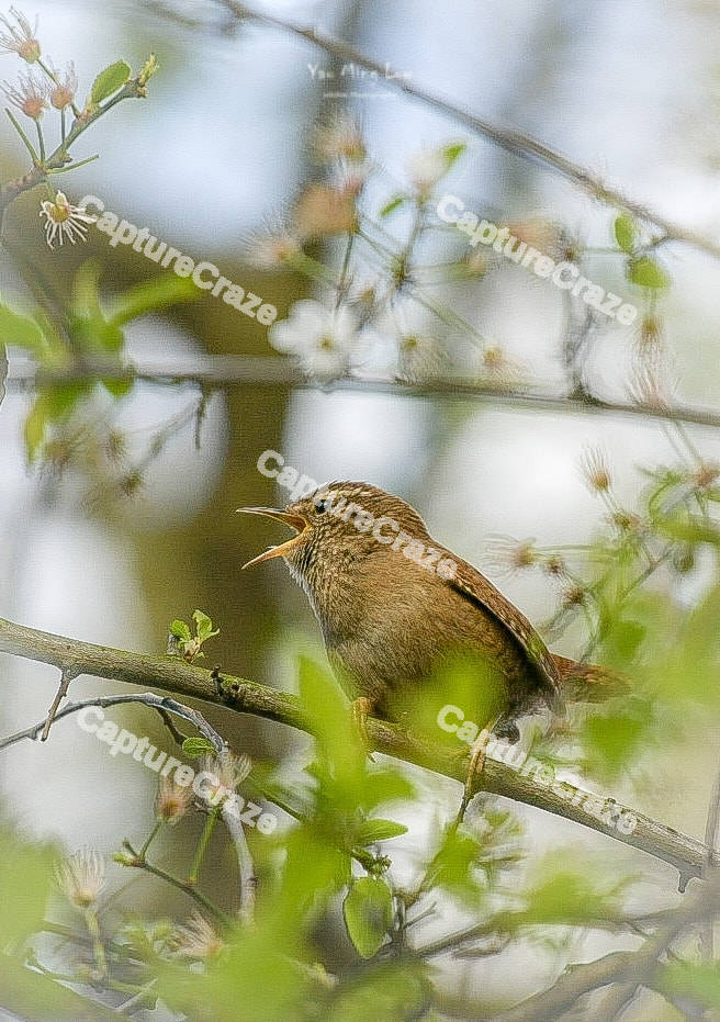 Eurasian Wren